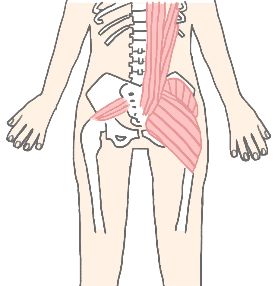 2018390 | 外苑前のパーソナルジム|QUALITAS青山外苑前店 大臀筋・中臀筋の画像