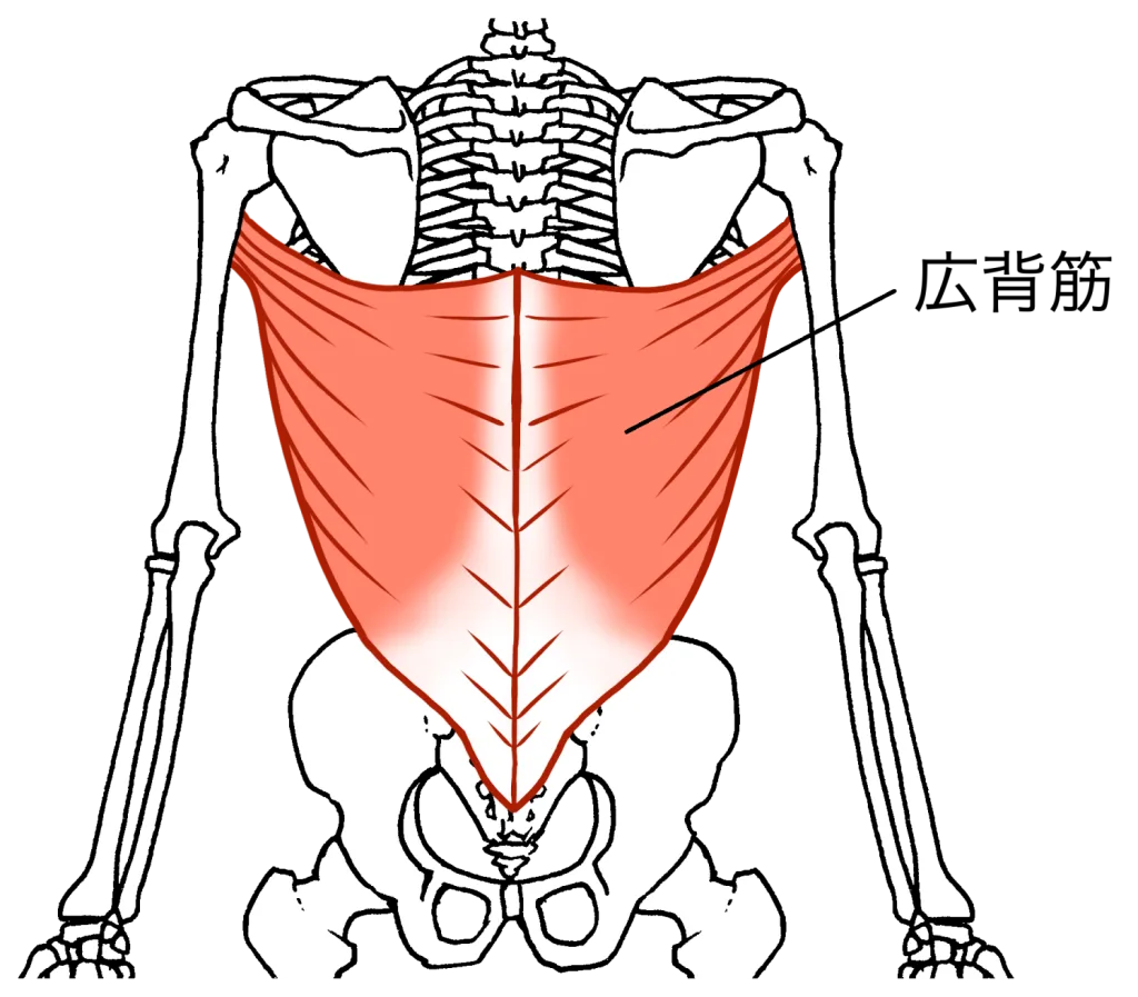 広背筋