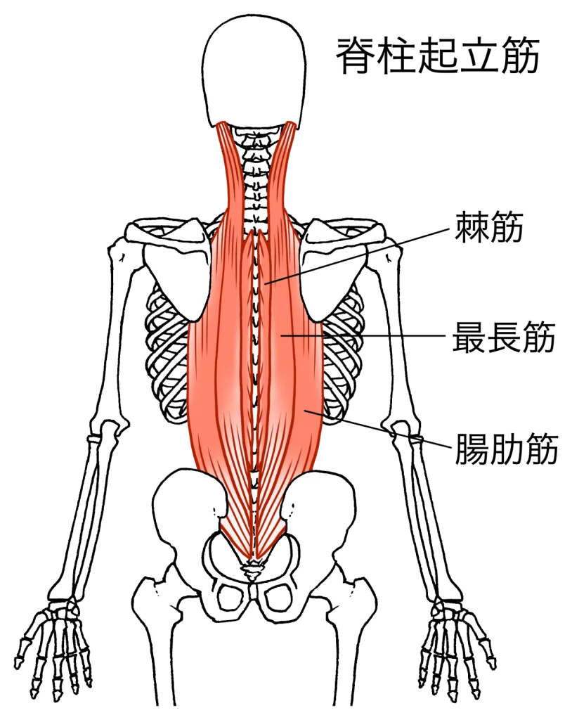 脊柱起立筋