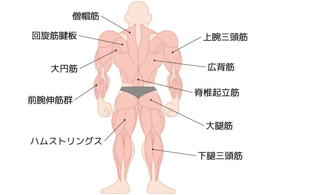 背中の筋肉